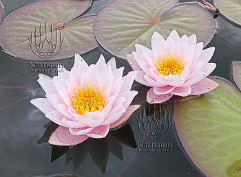 Кувшинка "Marliacea Carnea" (Марлиацея Карнея)