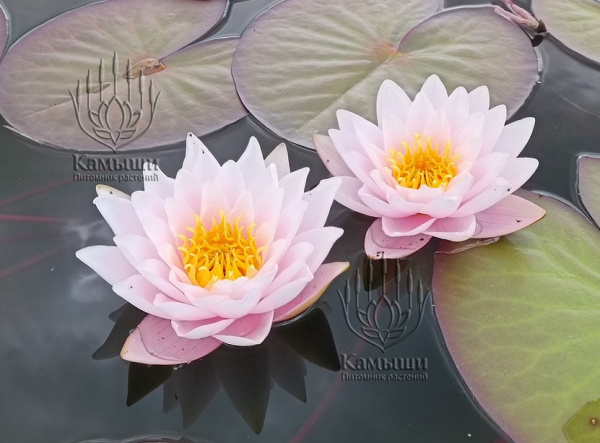 Кувшинка "Marliacea Carnea" (Марлиацея Карнея)