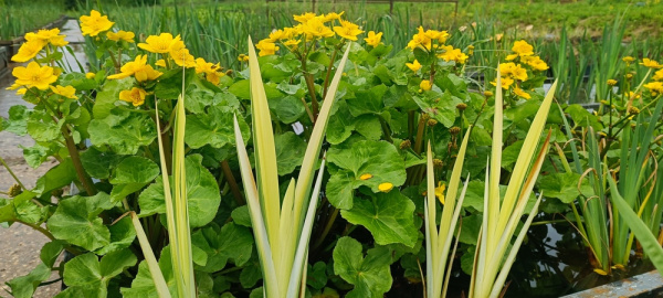 Ирис аировидный Variegata