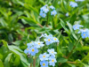 Незабудка болотная Semperflorens