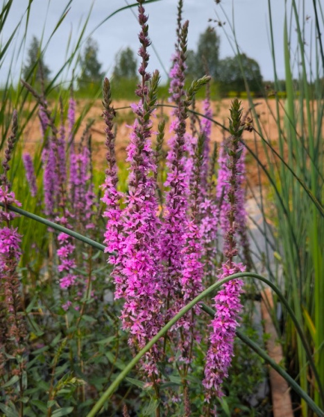 Дербенник иволистный Rosy Gem