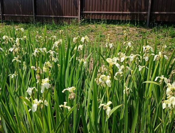 Ирис аировидный Japonese Alba (белый)